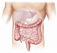 human intestine graphic